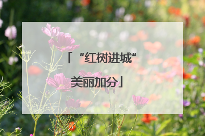 “红树进城” 美丽加分