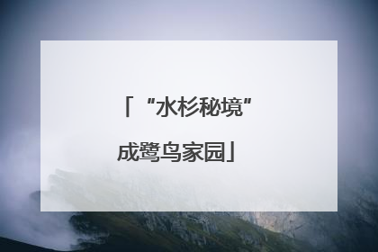 “水杉秘境”成鹭鸟家园
