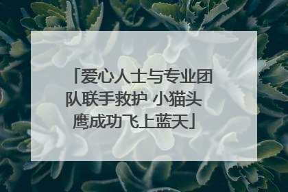 爱心人士与专业团队联手救护 小猫头鹰成功飞上蓝天