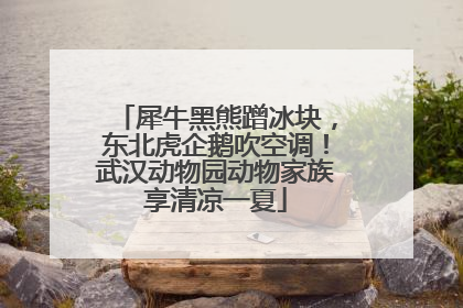 犀牛黑熊蹭冰块，东北虎企鹅吹空调！武汉动物园动物家族享清凉一夏