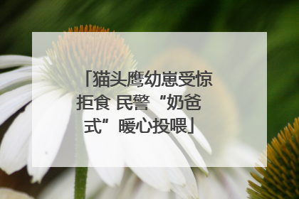 猫头鹰幼崽受惊拒食 民警“奶爸式”暖心投喂