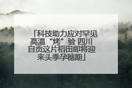 科技助力应对罕见高温“烤”验 四川自贡这片稻田即将迎来头季孕穗期
