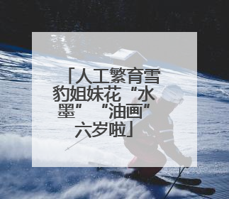 人工繁育雪豹姐妹花“水墨”“油画”六岁啦