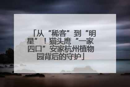 从“稀客”到“明星”！猫头鹰“一家四口”安家杭州植物园背后的守护