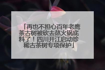 再也不担心百年老鹰茶古树被砍去熬火锅底料了！四川开江启动珍稀古茶树专项保护