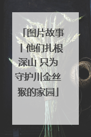 图片故事丨他们扎根深山 只为守护川金丝猴的家园