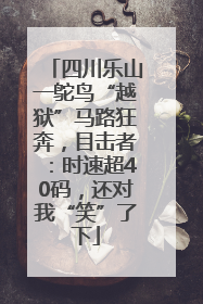 四川乐山一鸵鸟“越狱”马路狂奔，目击者：时速超40码，还对我“笑”了下