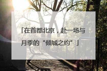 在首都北京，赴一场与月季的“倾城之约”