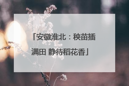 安徽淮北：秧苗插满田 静待稻花香