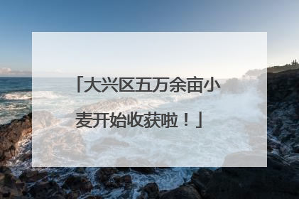 大兴区五万余亩小麦开始收获啦！