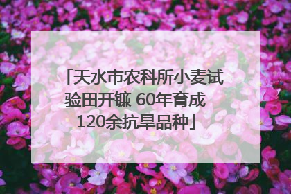 天水市农科所小麦试验田开镰 60年育成120余抗旱品种