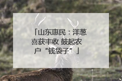 山东惠民：洋葱喜获丰收 鼓起农户“钱袋子”