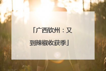 广西钦州：又到辣椒收获季