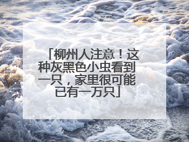 柳州人注意！这种灰黑色小虫看到一只，家里很可能已有一万只