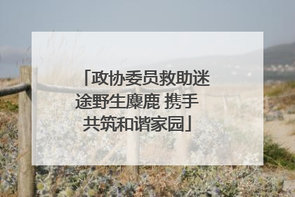 政协委员救助迷途野生麋鹿 携手共筑和谐家园