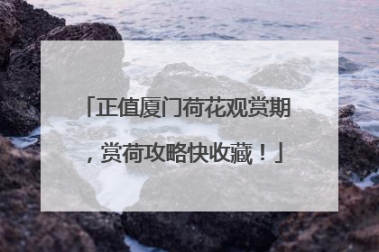 正值厦门荷花观赏期，赏荷攻略快收藏！