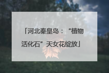 河北秦皇岛：“植物活化石”天女花绽放