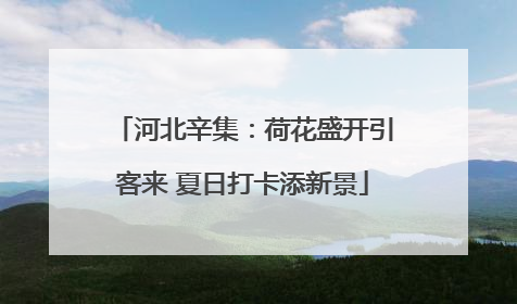河北辛集：荷花盛开引客来 夏日打卡添新景