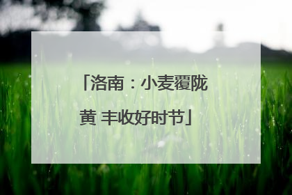 洛南：小麦覆陇黄 丰收好时节