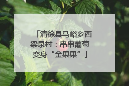 清徐县马峪乡西梁泉村：串串葡萄变身“金果果”