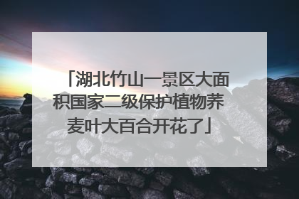 湖北竹山一景区大面积国家二级保护植物荞麦叶大百合开花了