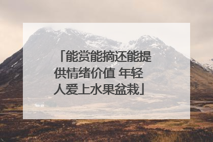 能赏能摘还能提供情绪价值 年轻人爱上水果盆栽
