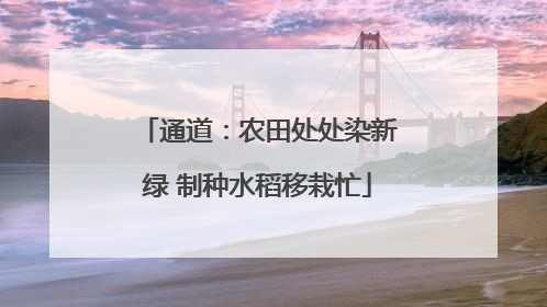 通道：农田处处染新绿 制种水稻移栽忙