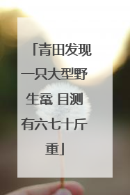 青田发现一只大型野生鼋 目测有六七十斤重