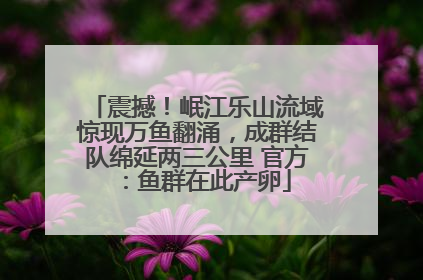 震撼！岷江乐山流域惊现万鱼翻涌，成群结队绵延两三公里 官方：鱼群在此产卵
