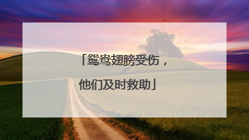 鸳鸯翅膀受伤，他们及时救助