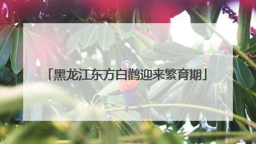 黑龙江东方白鹳迎来繁育期