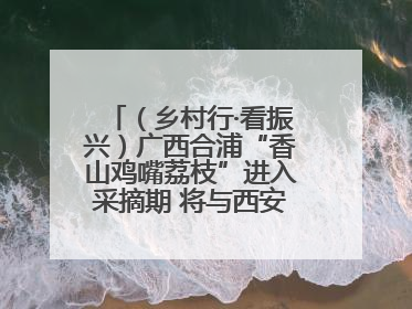 （乡村行·看振兴）广西合浦“香山鸡嘴荔枝”进入采摘期 将与西安“梦幻联动”